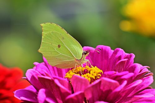Nektartankstellen und Raupenfutter  - Schmetterlinge fördern im eigenen Garten