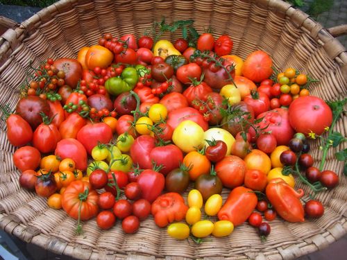 Tomatenvielfalt entdecken und aussäen
