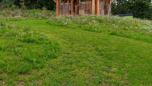 VHS-Vortrag: Aktion "Mähfreier Mai" :
Blumenkräuterrasen von Francis Hugenroth